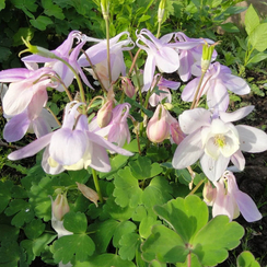 Аквилегия CAMEO BLUSH ВЕЕРОВИДНАЯ