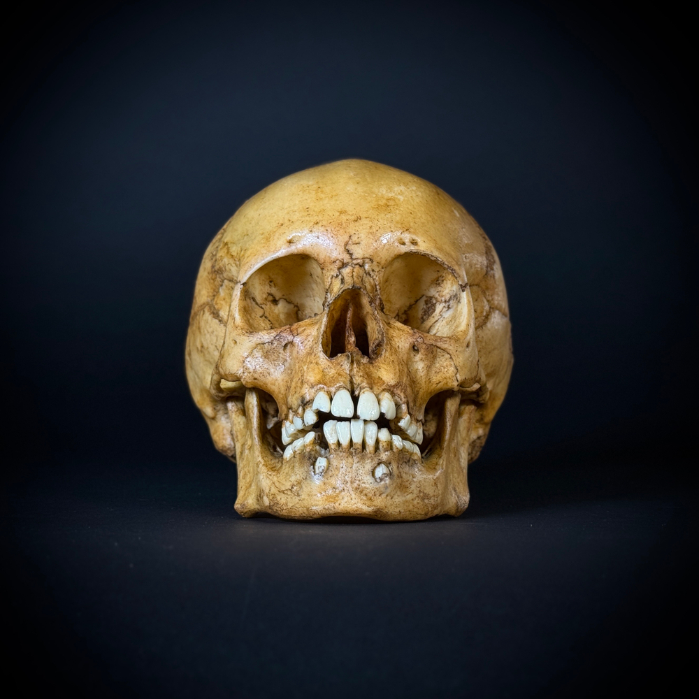 Череп человека ребёнок (анатомическая модель)