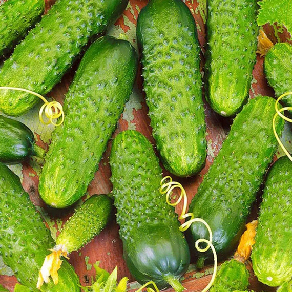 Меренга F1 семена огурца партенокарпического (Seminis / Семинис) культура – фото 3