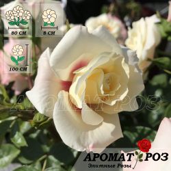 Ризинг Сан (Rising Sun)