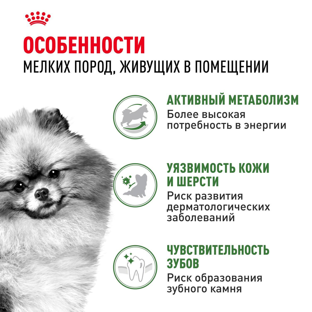 Royal Canin Mini Indoor Adult Корм сухой для взрослых собак мелких размеров живущих в помещении 0,5 кг