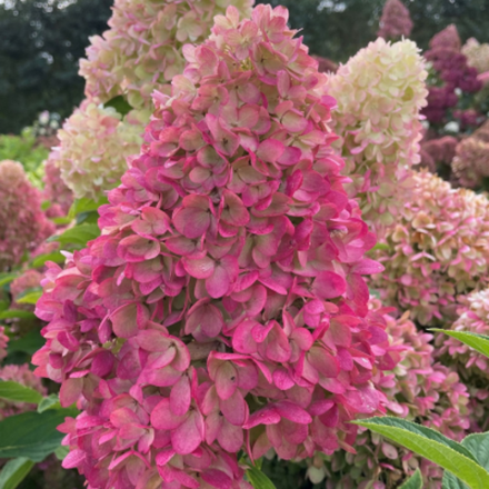 Редлайт (Gardenlights Redlight) С3