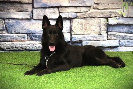 ШЕРХАН Из Поместья Боговик 25.08.2024 д.р. - подробнее...→