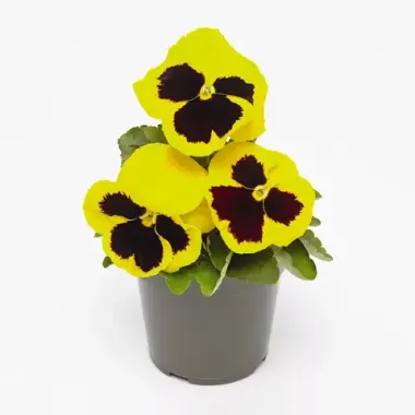 S25109 Виола крупноцветковая Inspire DeluXXe Yellow Blotch 5 шт.