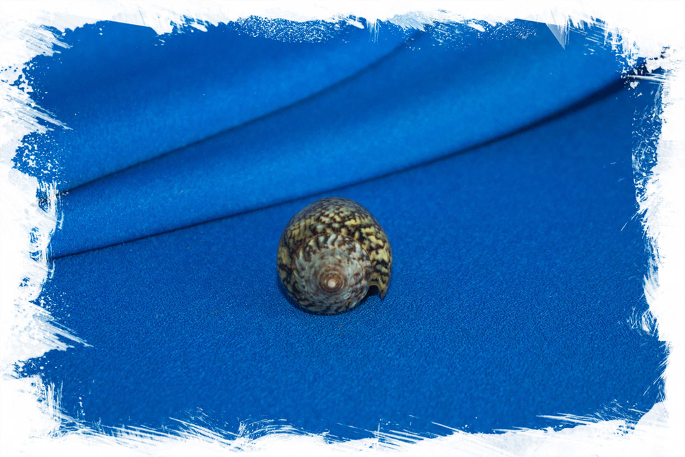 Раковина Conus (Lautoconus) hybridus