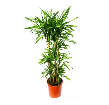 Драцена Рики Карусель