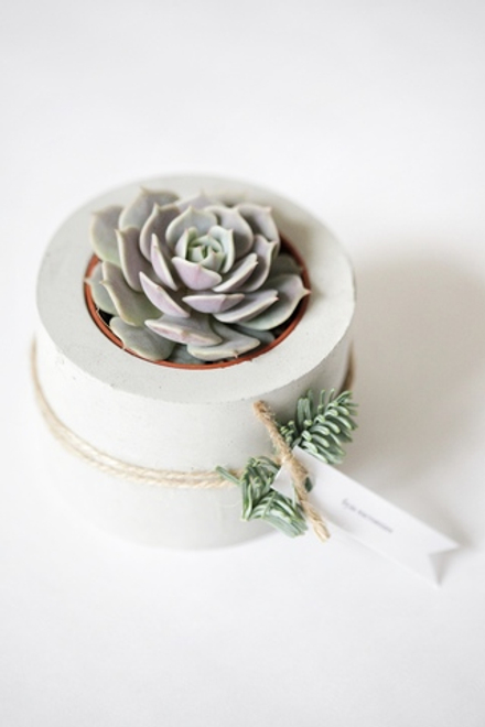 Маленький суккулент в праздничном бетонном кашпо