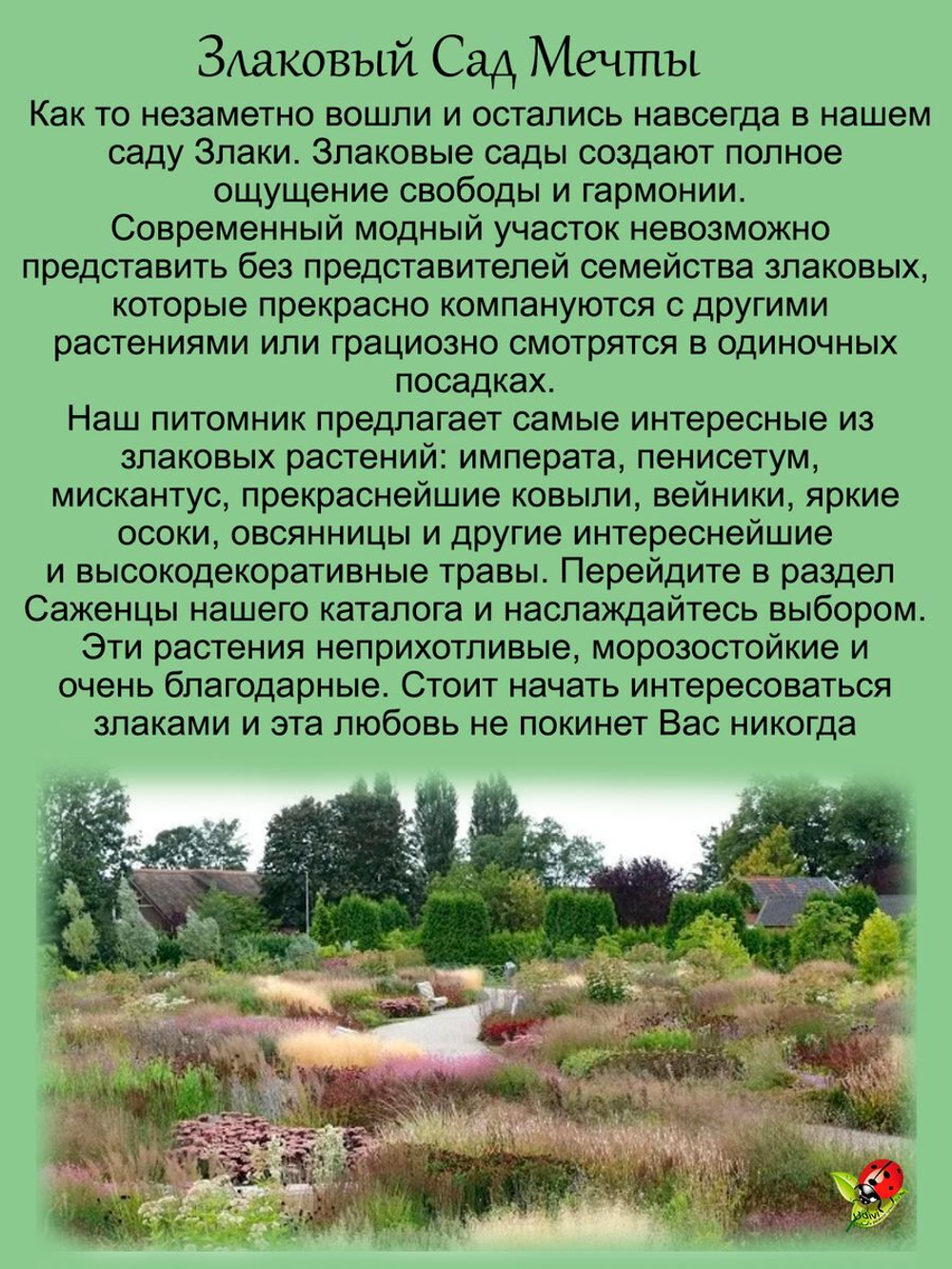 Злак Осока Ред Рустер медная многолетник