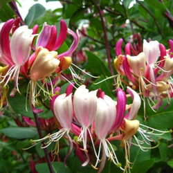 Жимолость декоративная Серотина