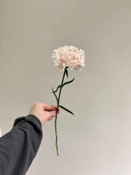 Гвоздика (диантус)