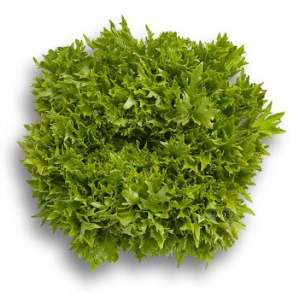 Эксайт семена салата хрустящего с сильно рассеченным листом (Rijk Zwaan / Райк Цваан)