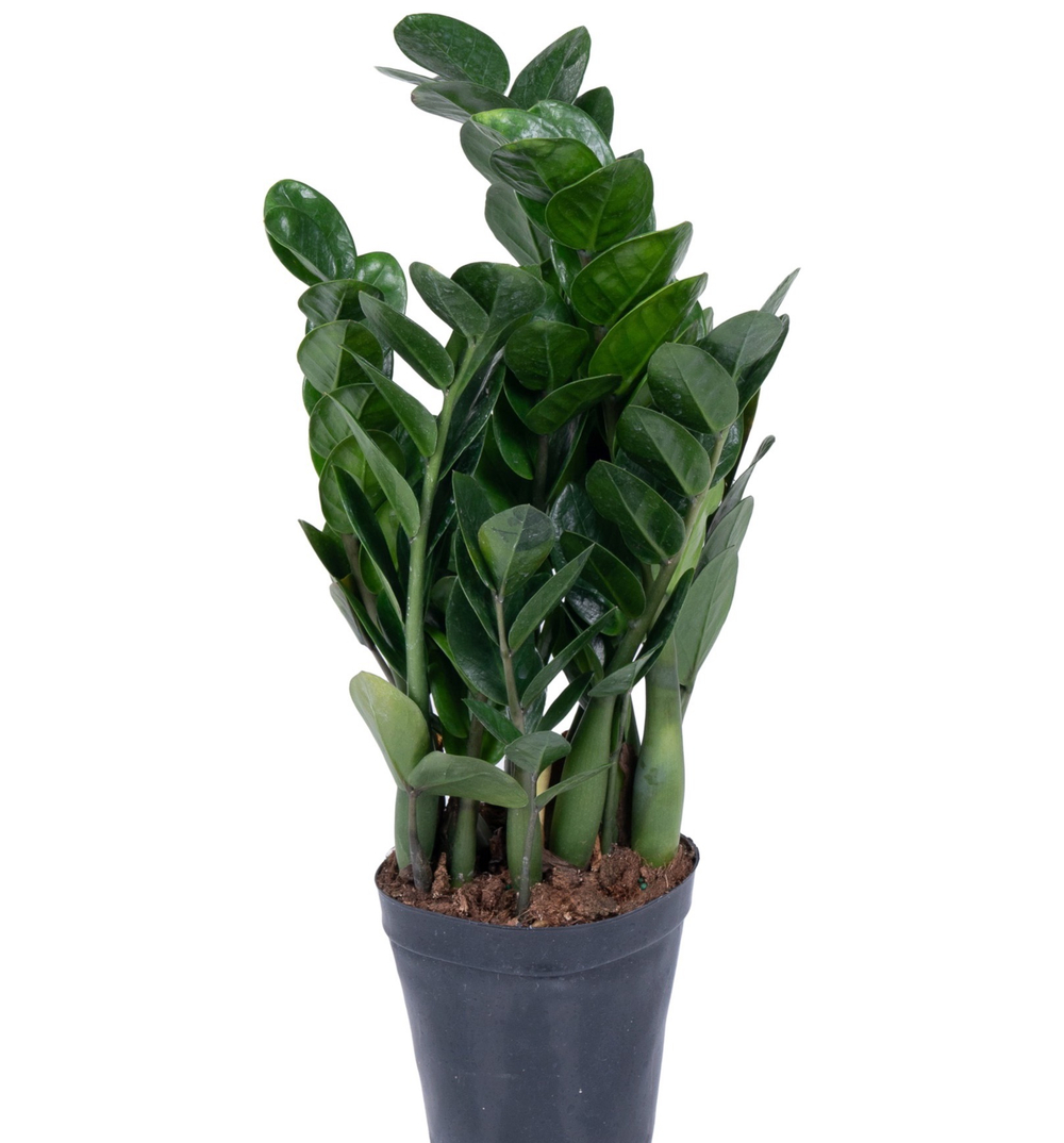 Замиокулькас