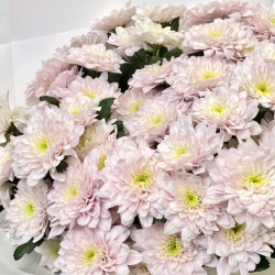 Перламутр Букет нежно-розовых хризантем