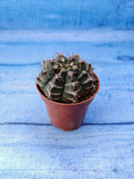Gymnocalycium Friedrichii (Гимнокалициум)