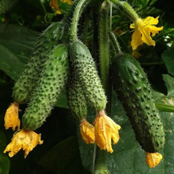 Аксай F1 семена огурца партенокарпического (Vilmorin / Вильморин)