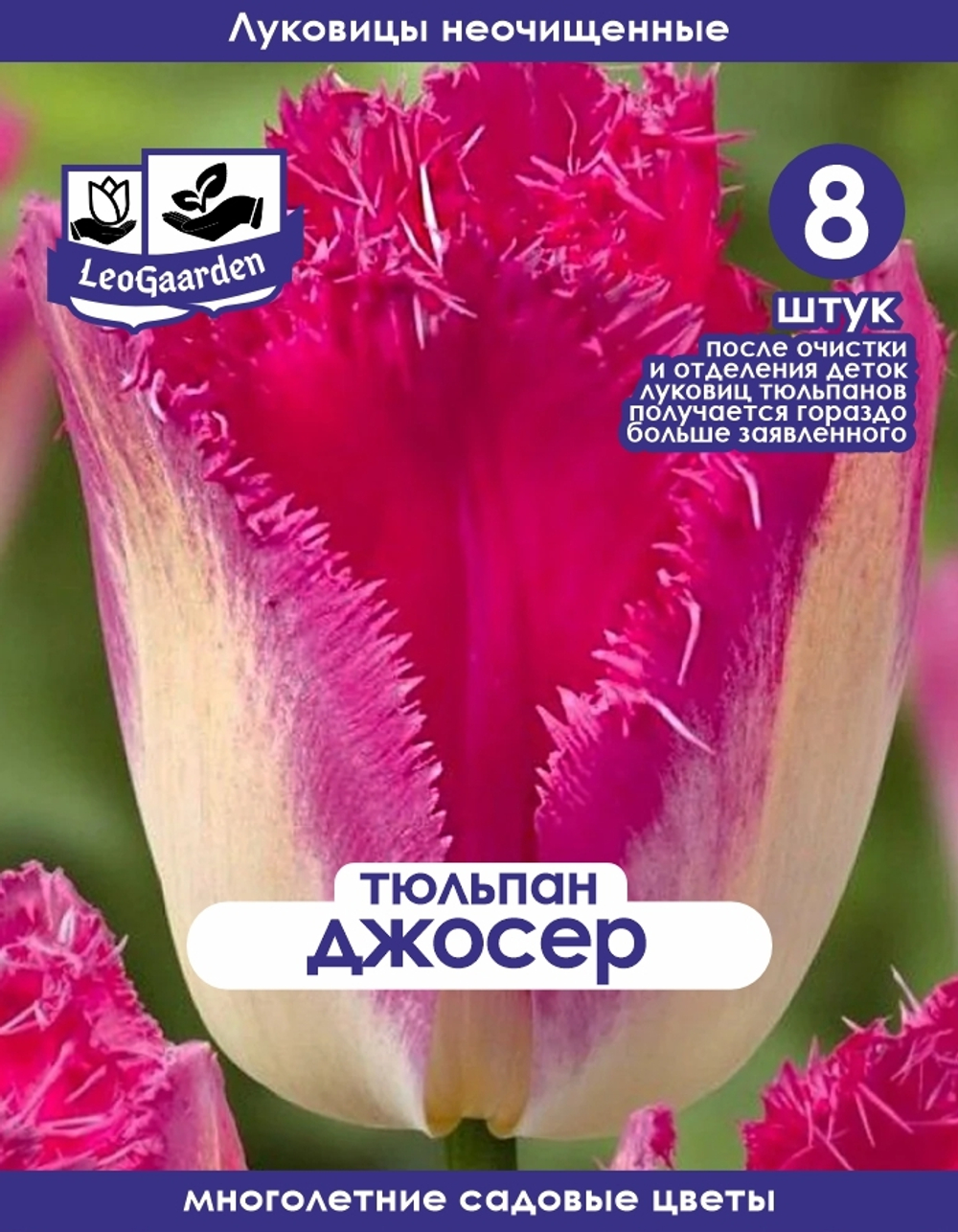 Тюльпан Луковица, Джосер, 8+шт