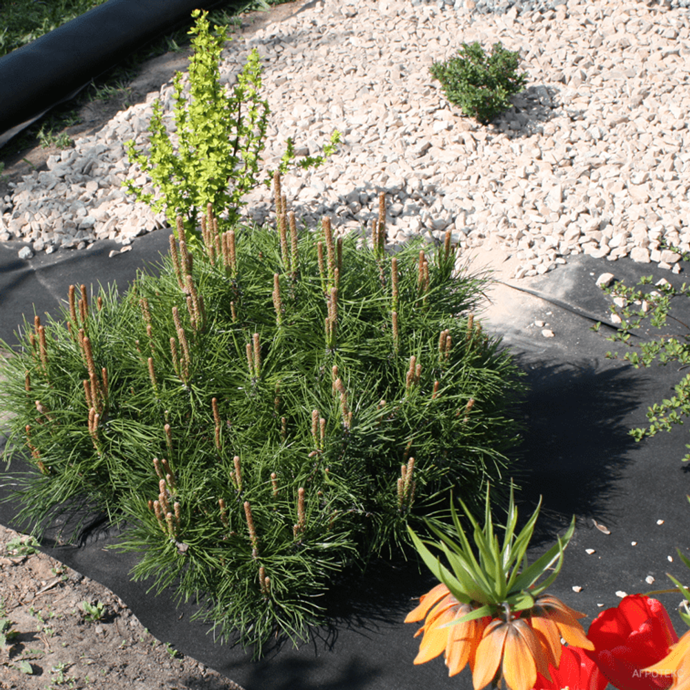 Нетканый материал для ландшафтных работ  Гео 90 УФ черный (3,2*100м св 1,6м)