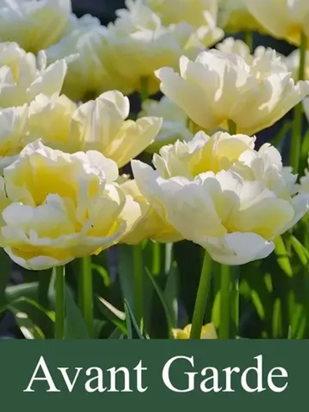 Тюльпаны Avant Garde 4 шт, набор луковиц