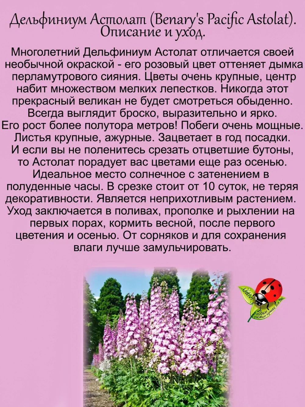 Дельфиниум Астолат Pacific Astolat