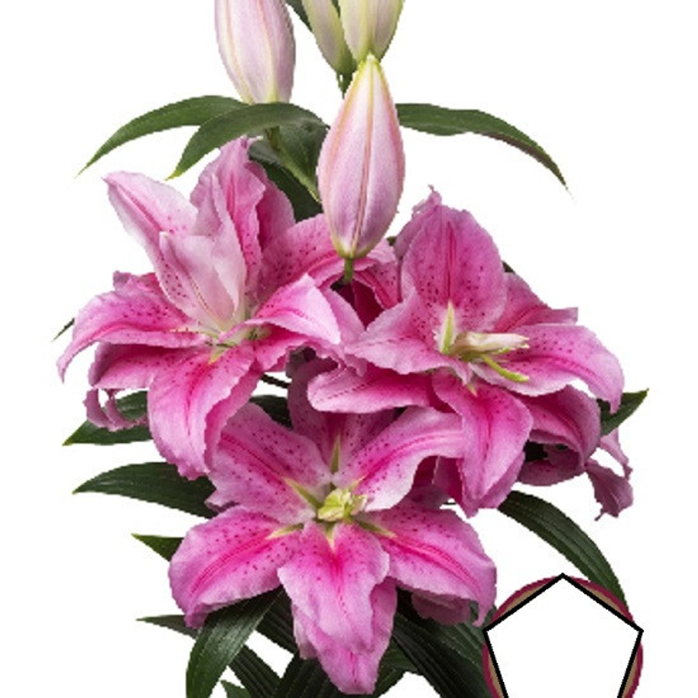Лилия roselily Челси