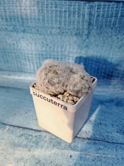 Mammillaria plumosa (Маммиллярия)