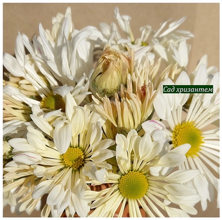 Корейская хризантема Кружевница 🌻 ☘ з.1 🌿 (отгрузка август - сентябрь 2025г)