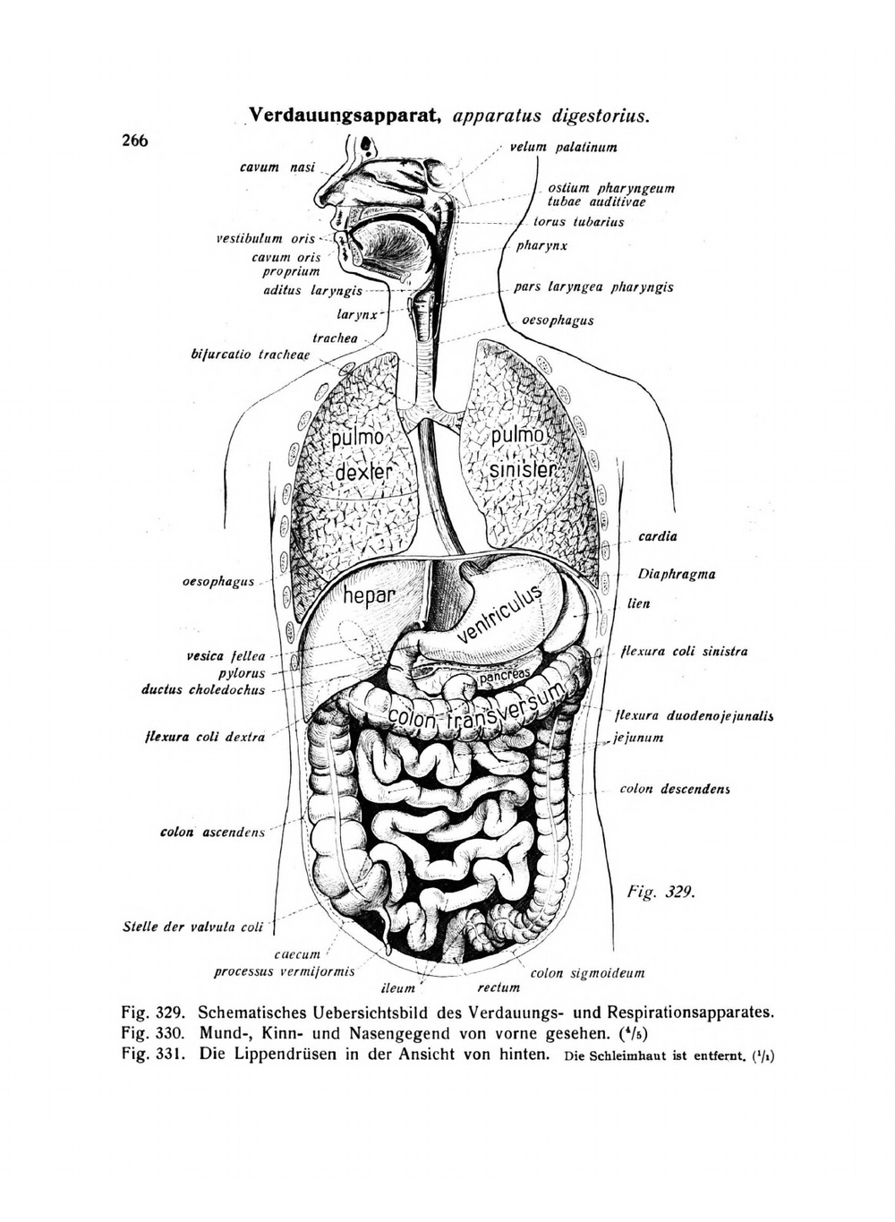 Atlas Der Deskriptiven Anatomie Des Menschen (German Edition). Vol. 2 | Johannes Sobotta