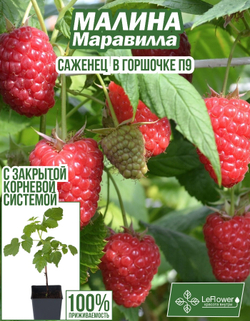 Саженец, Малина, Маравилла, 1 шт