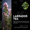 Jent Herbal Line - Labrador Tea (100г)