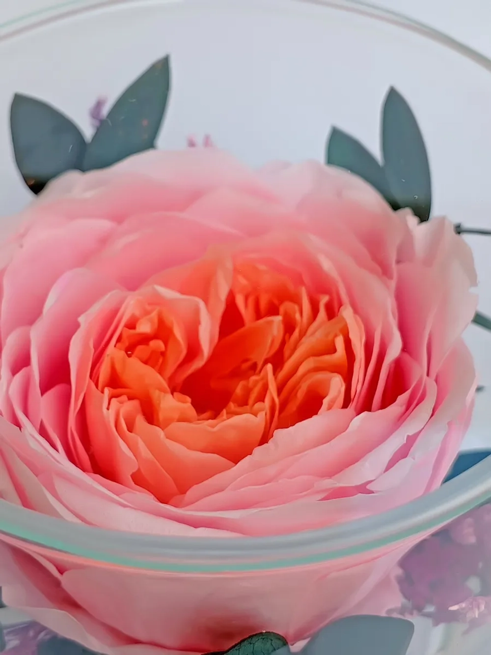 натуральный пион в стекле, вакуум*