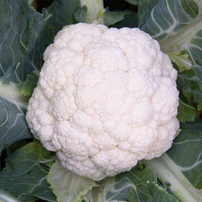 Синерджи F1 семена капусты цветной (Enza Zaden / Энза Заден)