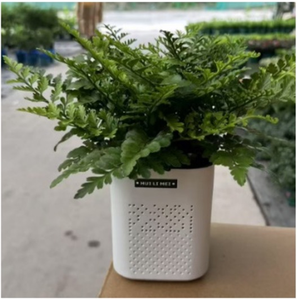 Папоротник Jim Fern горшок с автополивом д.14