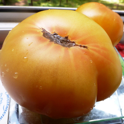 Помидоры COPIA — Копиа - Римская Богиня Богатства и Изобилия