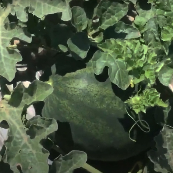 Мулат F1 семена арбуза – фото 4