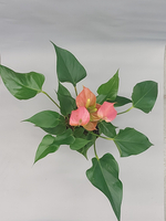 Антуриум Андрианум Чемпион розовый 12/40