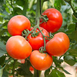 Томат Бэлла Роса F1