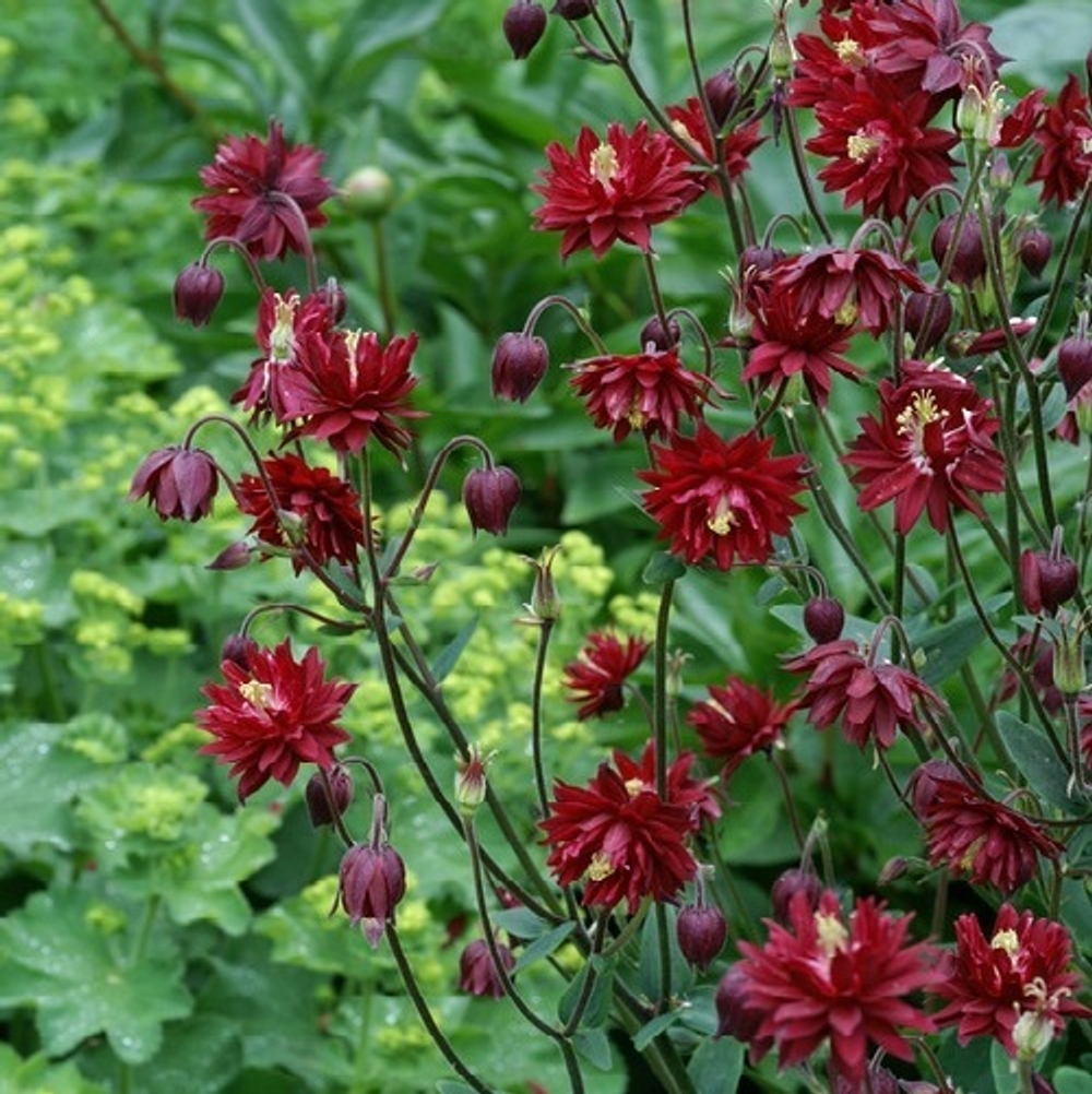 Аквилегия "Ruby Port". Aquilegia vulgaris "Ruby Port".
