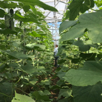 Трилоджи F1 семена огурца партенокарпического (Rijk Zwaan / Райк Цваан)