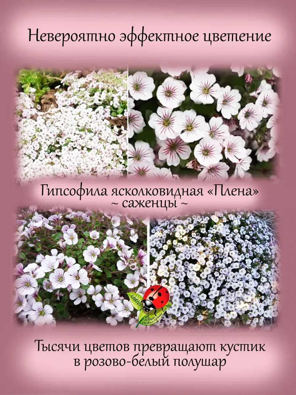 Гипсофила ясколковидная Плена многолетняя