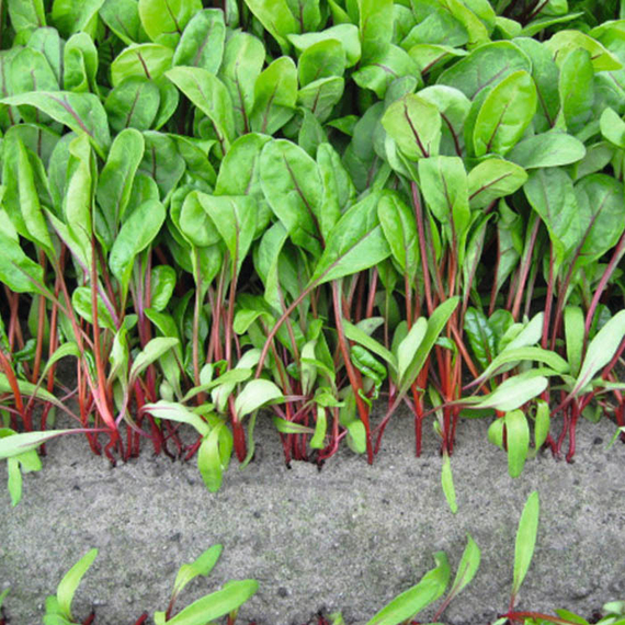 Бали семена мангольда – фото 2