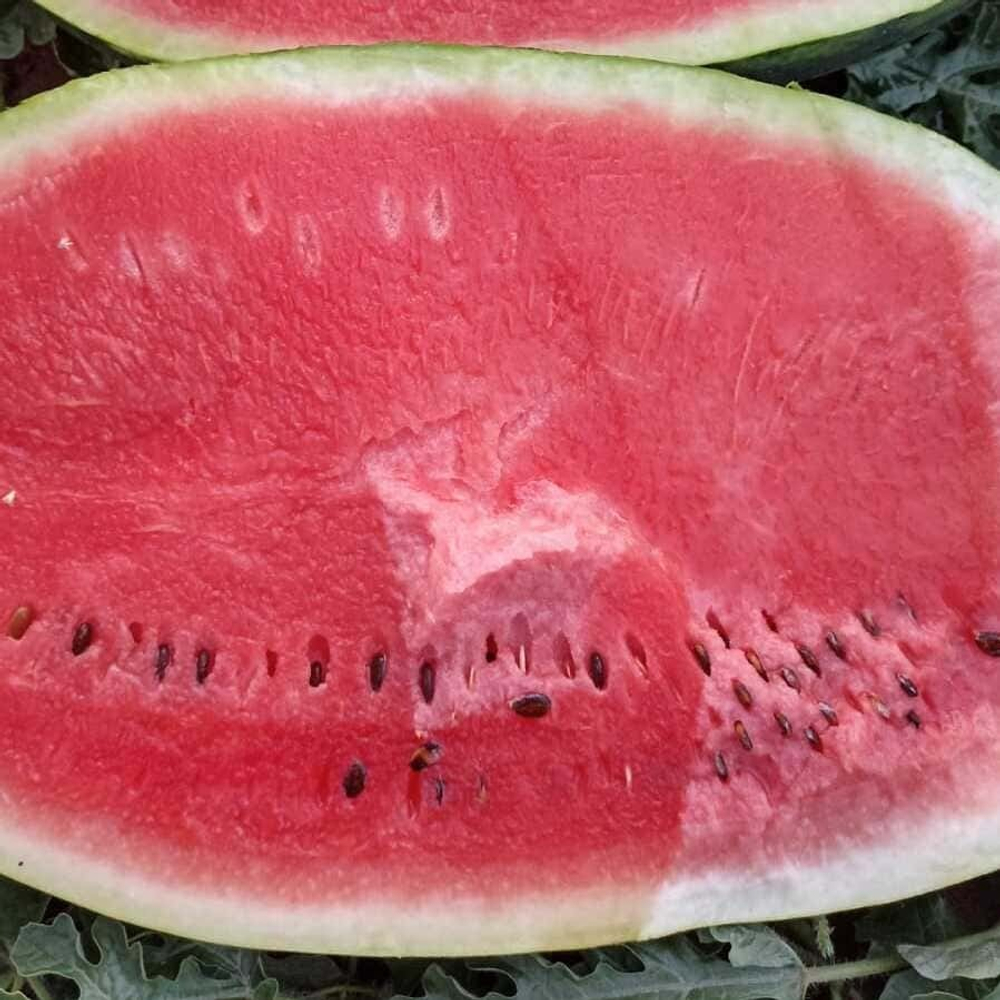Мелания F1 семена арбуза (Seminis / Семинис)