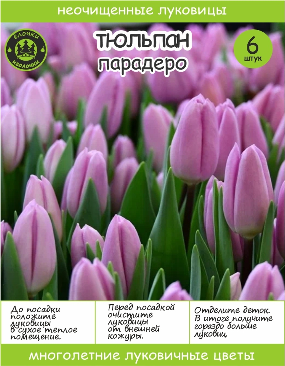 Тюльпан Луковица, Парадеро, 6+шт
