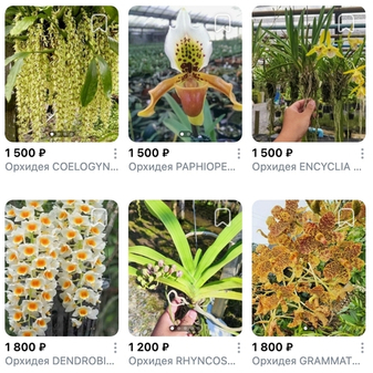 Предзаказ Природные орхидеи Таиланд, поставка S19 июнь 2026