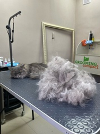 Полный комплекс кошки