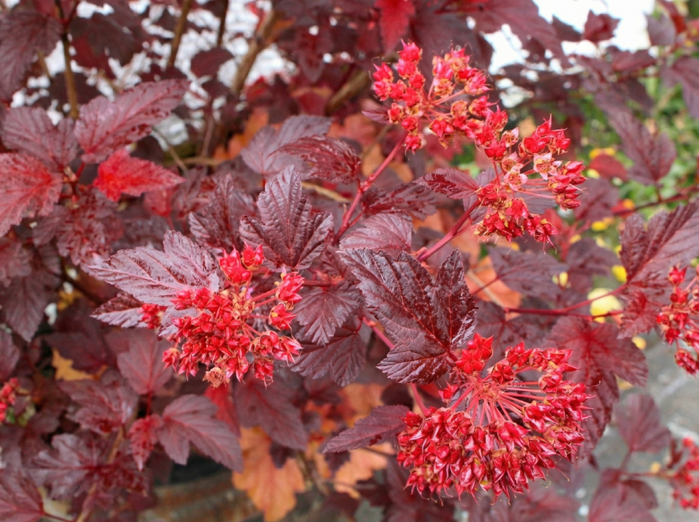 Пузыреплодник калинолистный «Andre»