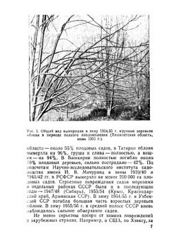 Зимние и весенние повреждения плодовых деревьев | З.А. Метлицкий