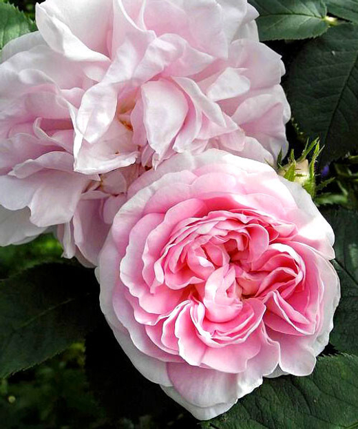 Роза канадская Хайди С4 Закупка М43 июнь 2026