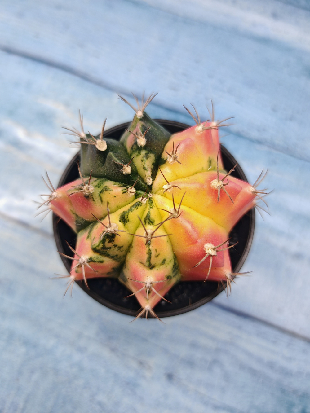 Gymnocalycium Variegata (Гимнокалициум Вариегатный)