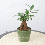 Бонсай Фикус Микрокарпа Гинсенг