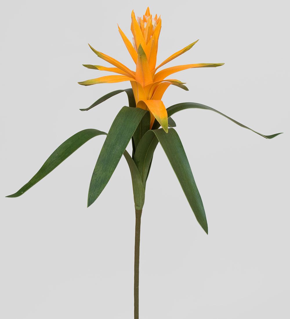 TR 560L Вариегата